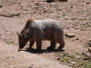 zoo1