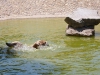 zoo3